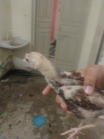 aseel hens and chicks