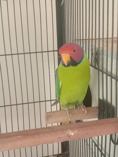 plumhead breader pair 1 extra female for sale Wtp 03241858868
