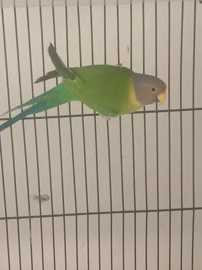 breader female for sale Wtp 03241858868