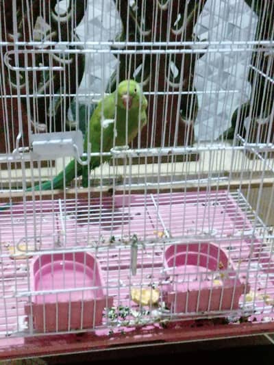 Active Female Pariot