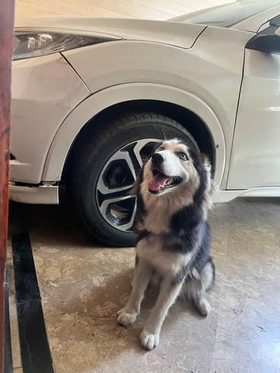 serbian huskey