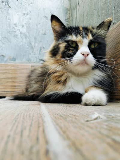 Beautiful Double coated Persian cat for urgent sale