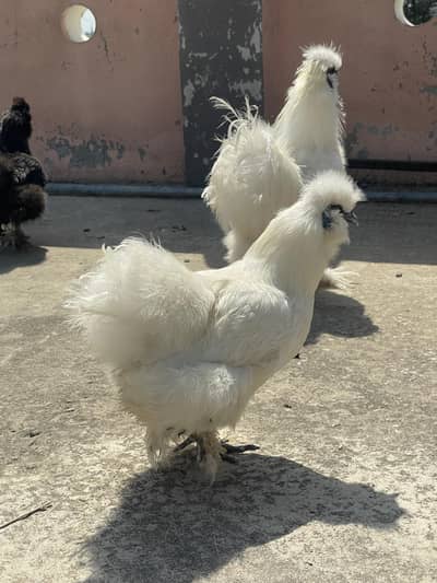 Breeder pairs