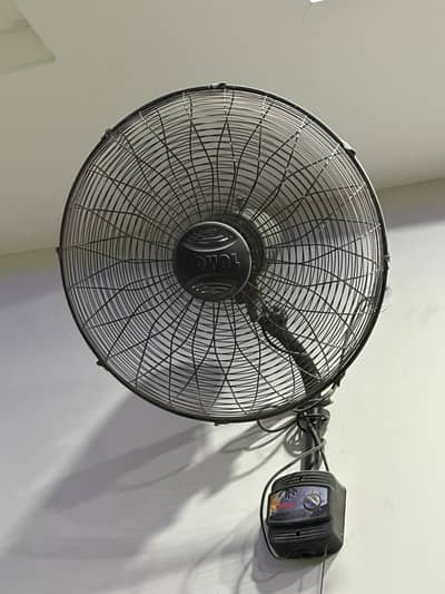 Royal Fans 24"
