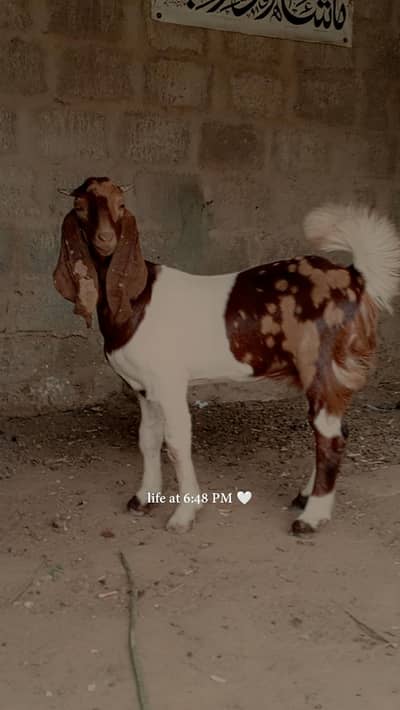female for sale