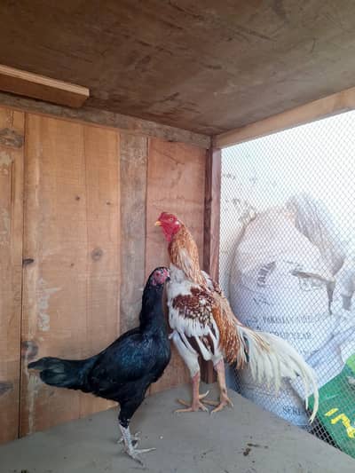 eggs for sale