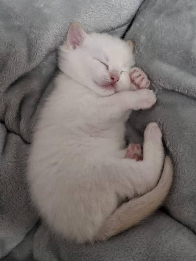 1 month white kitten
