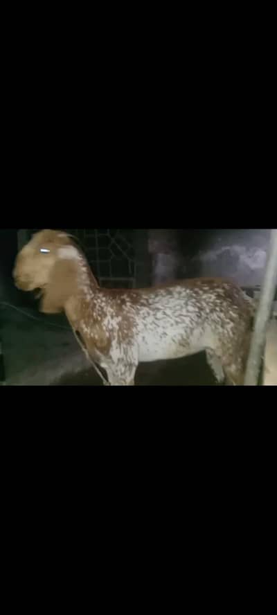 beautiful goat 03276360418