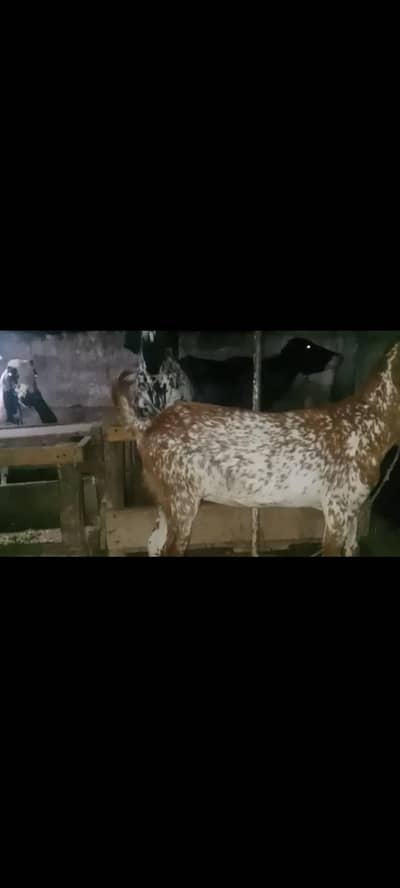 beautiful goat 03276360418