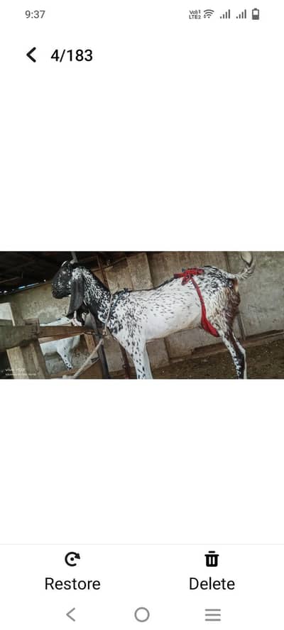 beautiful goat 03276360418