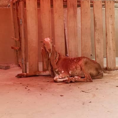 Makkah Cheena Bakra