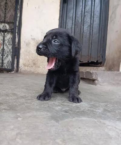 Labrador dog