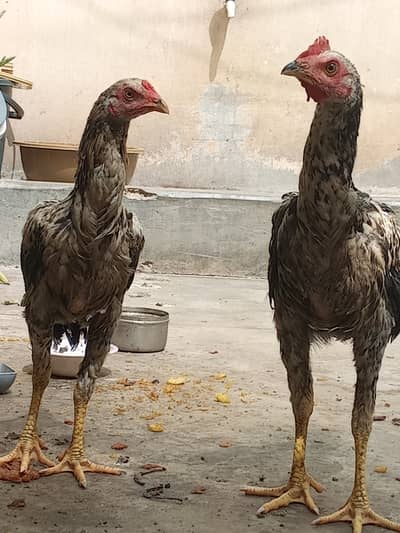 Mianwali lakha