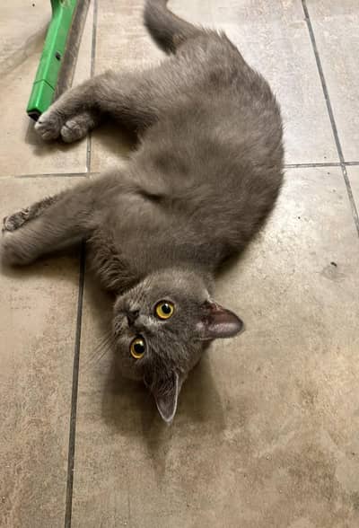 Pure breed British shorthair female cat