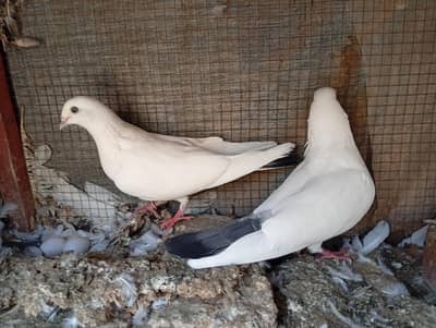 bareed pir for sale 03016057194