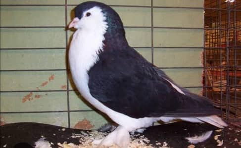 King +sherazi pigeon per