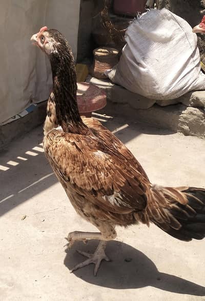2 aseel pathyaan for sale
