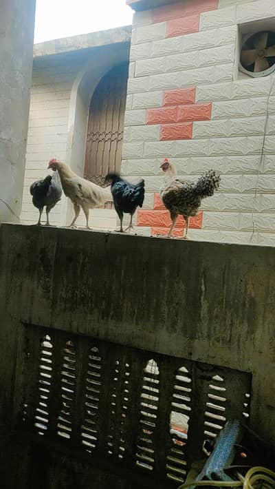 3 peice Hain