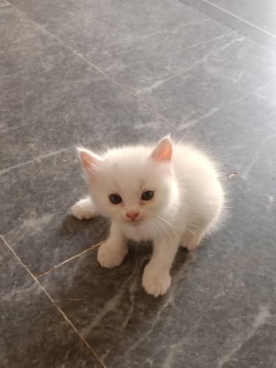 persian cats for sale