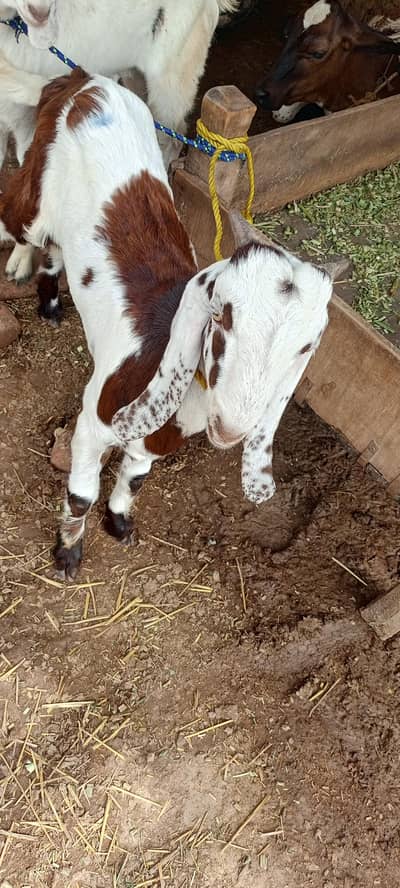 young beetal goat healthy and vaccinated