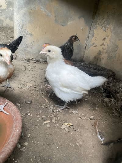 Australorp | Heritage australorp | imported australorp  | 2 month old