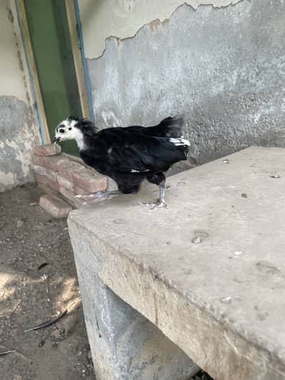 Australorp | Heritage australorp | imported australorp  |  3 month old