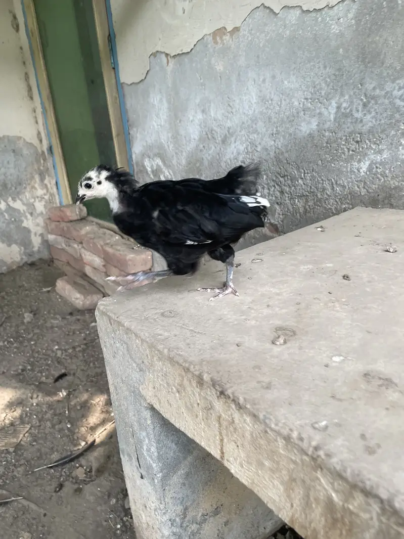 Australorp | Heritage australorp | imported australorp  | 2 month old — photo 2