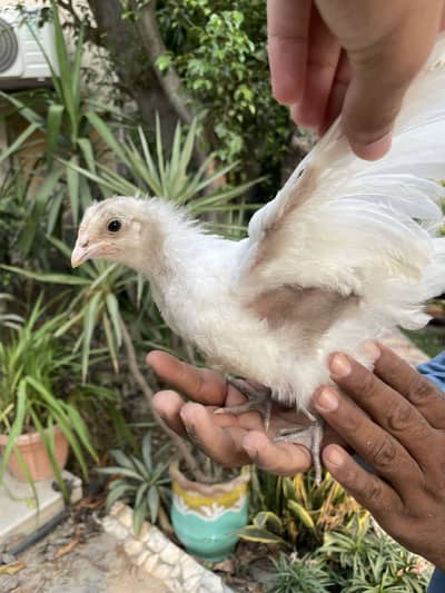 Australorp | Heritage australorp | imported australorp  | 2 month old