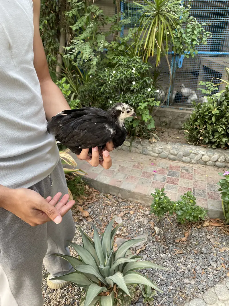 Australorp | Heritage australorp | imported australorp  | 2 month old — photo 4