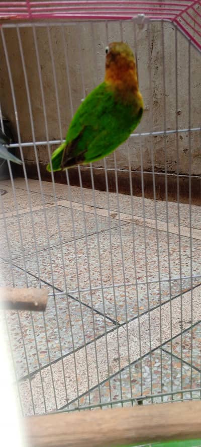 Beautiful Love Birds Pair with Cage & Nest Box for Sale