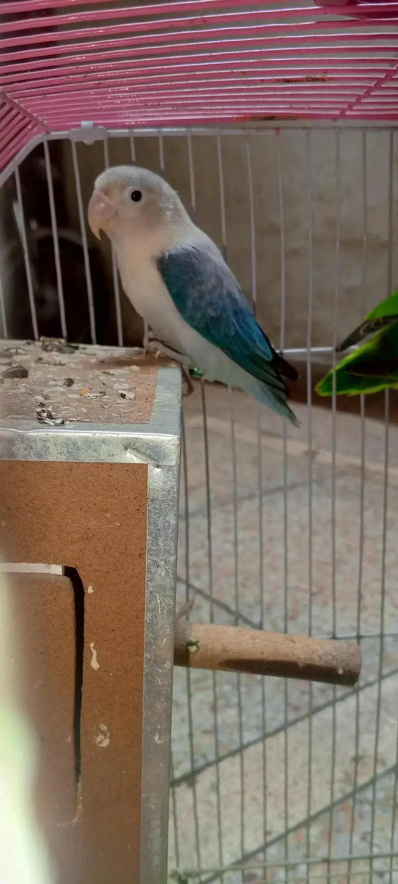 Beautiful Love Birds Pair with Cage & Nest Box for Sale — photo 2