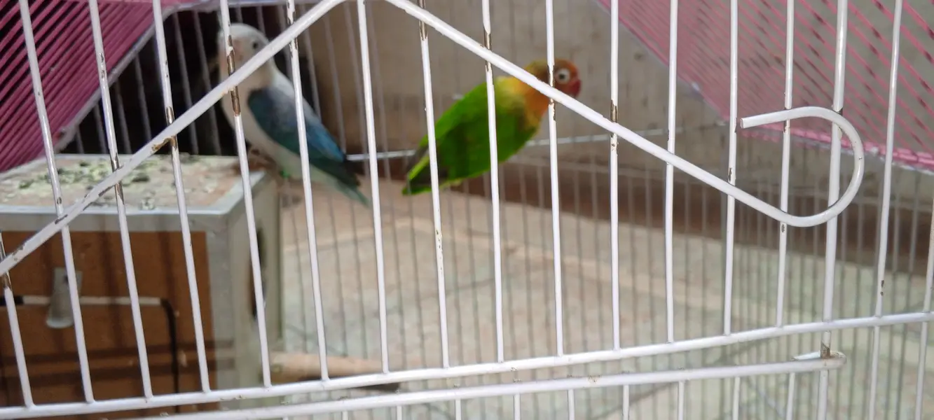 Beautiful Love Birds Pair with Cage & Nest Box for Sale — photo 3
