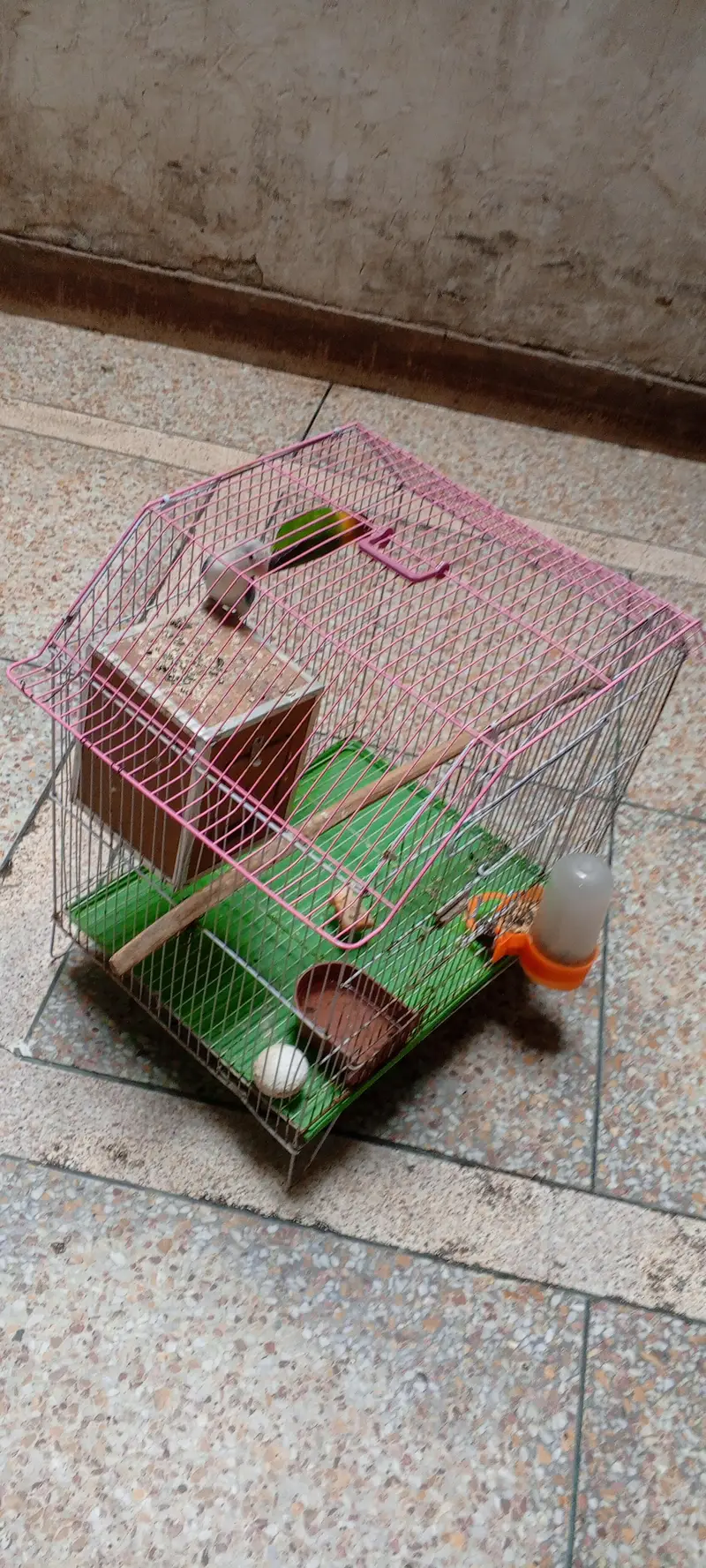 Beautiful Love Birds Pair with Cage & Nest Box for Sale — photo 4