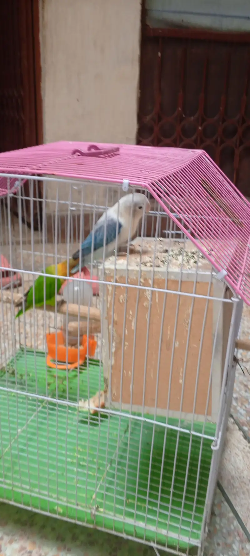 Beautiful Love Birds Pair with Cage & Nest Box for Sale — photo 5