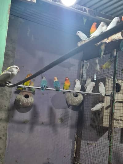 Love Birds Breeder Pcs
