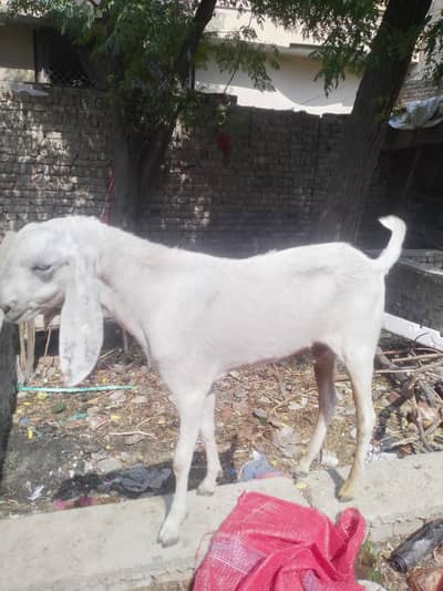 Mona betal nasal White Bakra