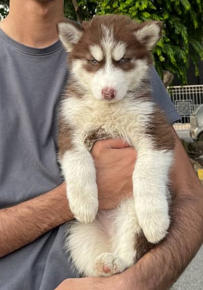 Siberian Husky puppy