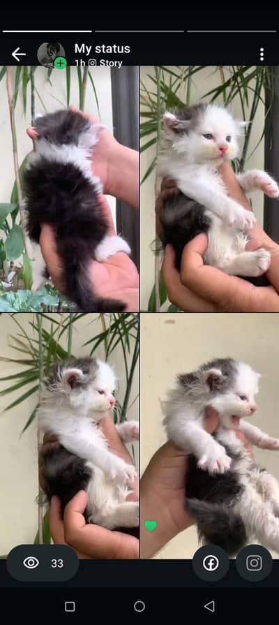 persian kitten
