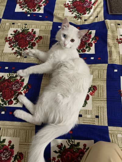 Persain cat double eyes full quality