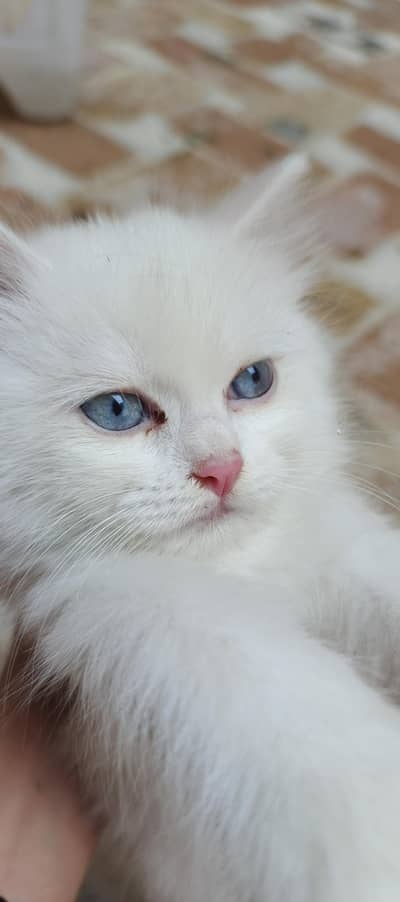 PERSIAN KITTENS
