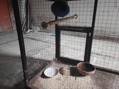 Iron cage with breader pair of budgies