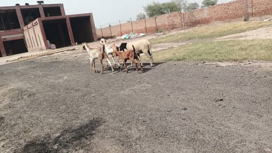 2 bakri/1 male kid/1 chatra