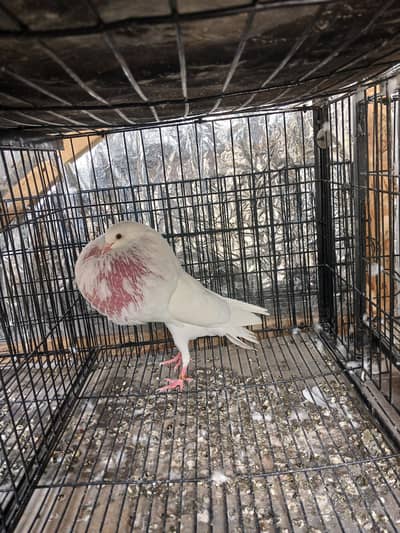 White Norwich breadr pair. 5 kali pair. . aik single female. .
