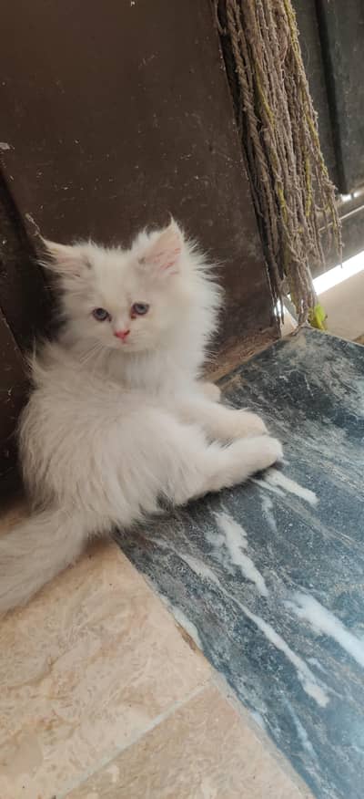 persian tripple coat (long) kitten for sale