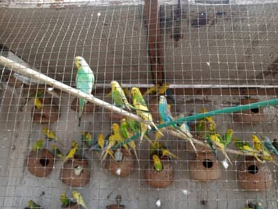 Budgies Colony For sale