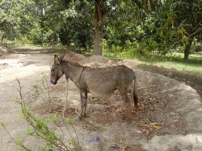 Jennet/ female donkey