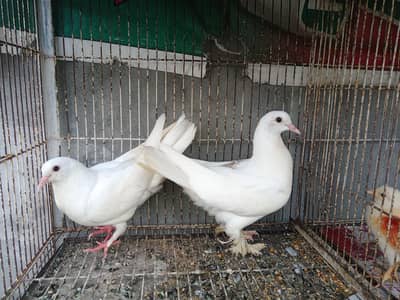 sherazi white pair for