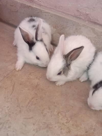 rabbit baby for sale 03224186572