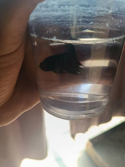 Some Fishes are Available