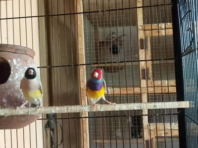 Goldians Urgent For Sale Healthy And Active Home Bread